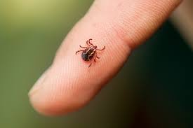Image result for infected tick bite