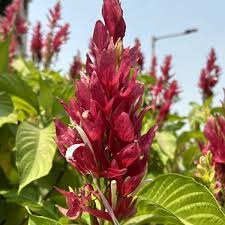 Image result for Erythrococca zambesiaca