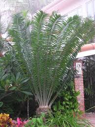 Image result for Encephalartos gratus