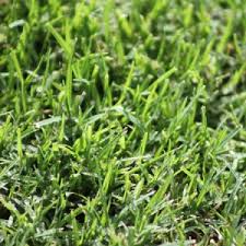 Kikuyu Grass Vs Buffalo Couch Guide To Growing