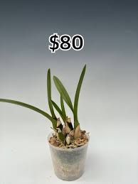 Image result for Cycnium recurvum