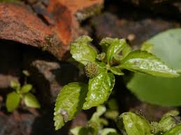 Image result for Lecanthus peduncularis