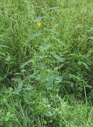 Image result for Sesbania pachycarpa