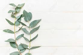 Pvc vinyl, wood, wrought iron, stucco, concrete, salvaged lumber; Eucalyptus Twigs On White Wooden Background Flat Lay Top View Stock Photo Picture And Royalty Free Image Image 112895297