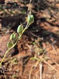 Image result for Dipcadi viride