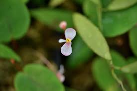 Image result for Begonia elaeagnifolia
