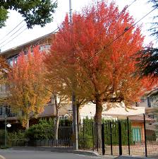 The norway maple ( a. Acer Beurgerianum Trident Maple Tree Blerick Tree Farm