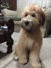 His colour is still slowly changing and his hair is growing. Soft Coated Wheaten Terrier Breed Description Fcn