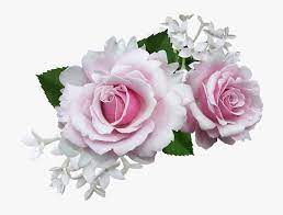 Check spelling or type a new query. Rose Pink With White Flower Pink And White Flowers Png Transparent Png Transparent Png Image Pngitem