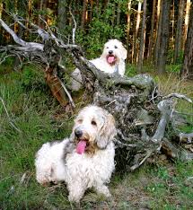 Image result for malý vendéeský hrubosrstý honič