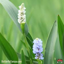 Image result for Pontederia