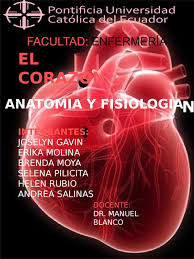 El corazón es un órgano muscular con forma cónica a este nivel se sitúan los vasos que entran (venas) o salen (arterias) del corazón y el seno coronario. El Corazon By Andrea Estf Issuu