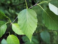 Image result for leaf margin entire