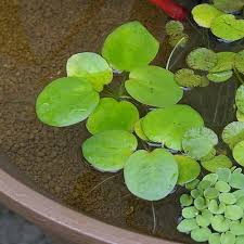 熱帯魚水槽に浮き草を入れよう おすすめで人気の浮草8選 トロピカ