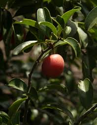 Image result for Ximenia afra