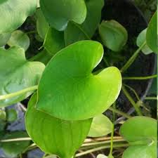 Image result for Caldesia parnassifolia