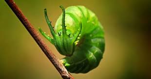 Black And White Striped Caterpillar With Yellow Sides Blue Nawab Caterpillar Polyura Schreiber Tisamenus A Dragonhead Caterpillar Almost Mythical Creature Status Except It S Weird Animals Caterpillar Animals