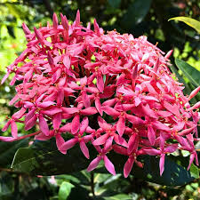 Image result for Ixora nana