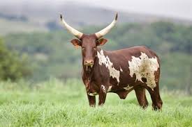 Aug 28, 2019 · a message to ramaphosa from pick n pay ceo. View 27 Bull Ramaphosa Cows