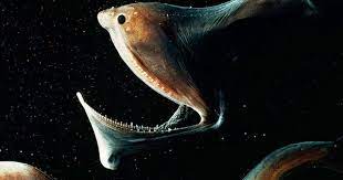 Gulper Eel One Of The More Interesting Fish Of The Deep Sea I Find Its Appearance