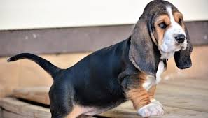 The basset hound can be a bit stubborn and food is usually near the top of their agenda. Amedelyofpotpourri Basset Hound Puppies Roanoke Va