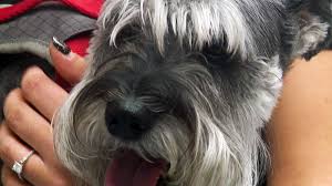 We also have a home away from home boarding facility and a professional groomer on our team. Maryland Veterinary Clinic Using Curbside Check In To Stem Coronavirus Abc News