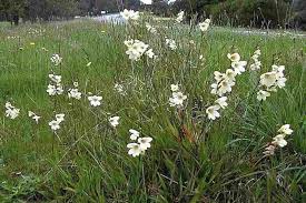 Image result for Tritonia