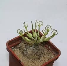 Image result for Ceropegia conrathii