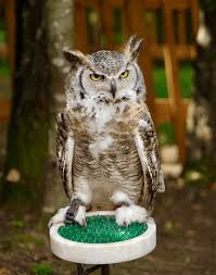 Image result for Bubo