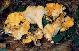 Maybe you would like to learn more about one of these? Ricette Di Funghi Crocchette Ai Funghi Melanzane Ripiene Di Funghi Galletti In Pastella Calzoni Di Mazze Di Tamburo Funghi Champignon A Zuppa Tagliatelle Ai Funghi Lattari Alla Panna Cotolette Di Mazza Di