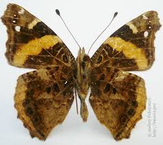 Image result for Emilia abyssinica