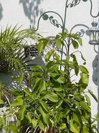 Image result for Kalanchoe velutina