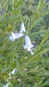 Image result for Pedaliaceae