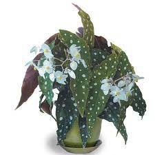 Begonia Wightii Begonia Maculata Variegata Begonia Maculata Begonia Plants