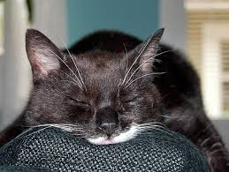 Cats with kidney failure are typically thin, with dull coats and wasted muscles. Symptoms Of Kidney Failure In Cats Petfinder