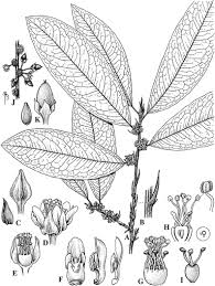 Image result for Aneulophus africanus