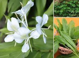 Cha De Canela De Velho Beneficios E Maleficios Conheca As Pancs Plantas Alimenticias Nao Convencionais Plantas Comestiveis Plantas Alimenticias Nao Convencionais Plantas