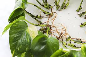 Detailed photos & explanation of roots. How To Propagate A Pothos Plant 6 Steps With Pictures Instructables