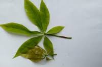 Image result for Clitandra cymulosa