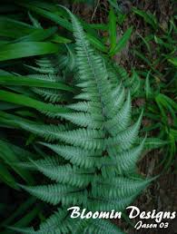 Image result for Athyrium newtonii