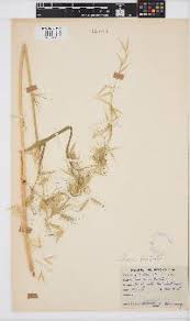 Image result for Brachyachne patentiflora