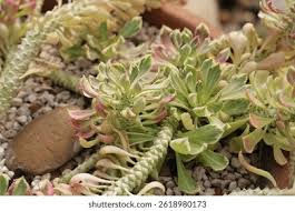 Image result for Monadenium lugardiae