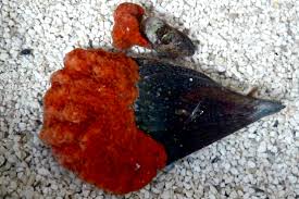 Image result for Erythrococca polyandra