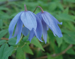 Check spelling or type a new query. Clematis Macropetala Blue Bird Our Range