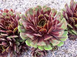 There are two varieties of the virus. Photo Of The Entire Plant Of Hen And Chicks Sempervivum Zomerschoon Of Beauty Posted By Goldfinch4 Garden Org