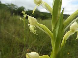 Image result for Disa hircicornis