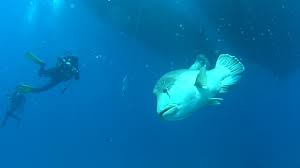 Oh mann, ich werd echt noch verrückt, dieser dämliche napoleonfisch will sich einfach nicht zeigen. Napoleonfisch In Agypten Youtube