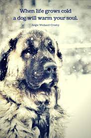 Winter Quotes To Make The Soul Sparkle Dog Quotes Funny Dog Quotes Dog Quotes Love