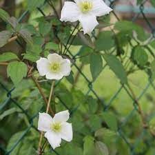 Hardy in all parts of the uk. Clematis Montana Var Grandiflora Pflanzen Kaufen Online