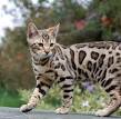 Breeders of Bengal Cats | Kitten for Sales | Rising Sun Farm
